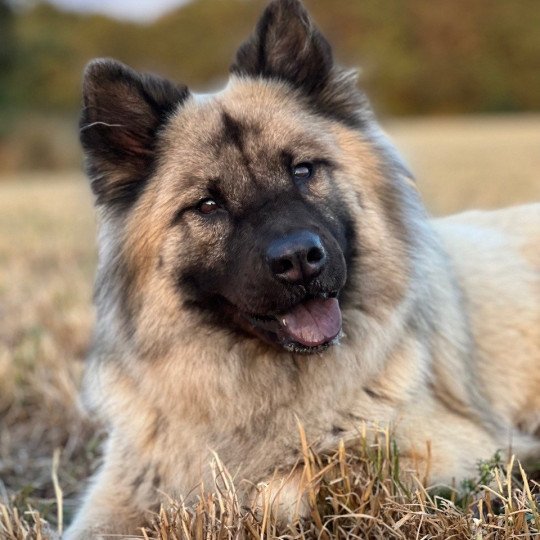 NALA Du Val de la Durdent Femelle Eurasier