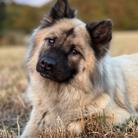 chien Eurasier NALA DU VAL DE LA DURDENT Eurasier des Gardiens d'Amarok