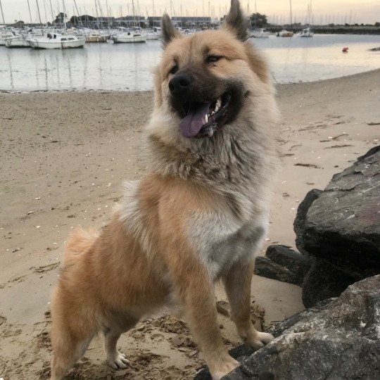 chien Eurasier sable charbonné REYKA DES GARDIENS D'AMAROK Eurasier des Gardiens d'Amarok