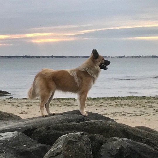 chien Eurasier sable charbonné REYKA DES GARDIENS D'AMAROK Eurasier des Gardiens d'Amarok