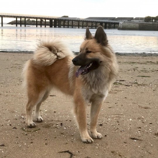 chien Eurasier sable charbonné REYKA DES GARDIENS D'AMAROK Eurasier des Gardiens d'Amarok