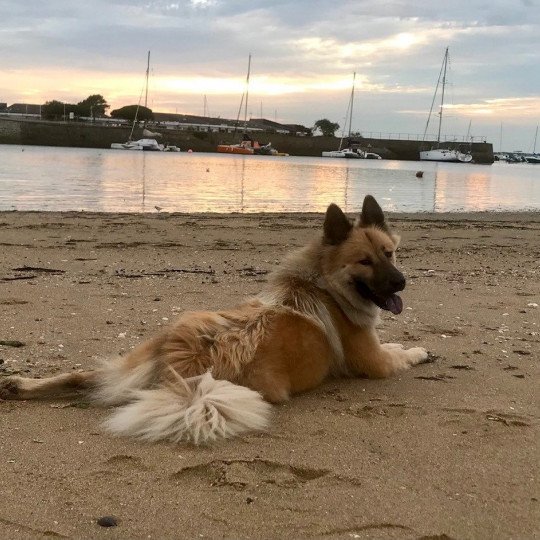 chien Eurasier sable charbonné REYKA DES GARDIENS D'AMAROK Eurasier des Gardiens d'Amarok
