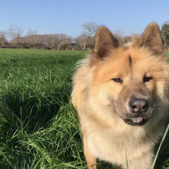 chien Eurasier sable charbonné REYKA DES GARDIENS D'AMAROK Eurasier des Gardiens d'Amarok