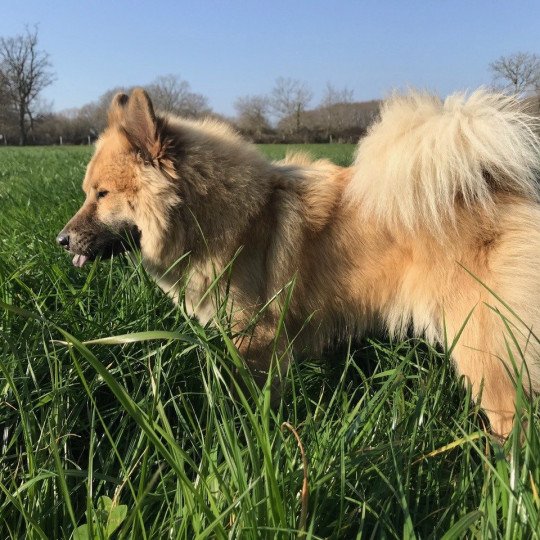 chien Eurasier sable charbonné REYKA DES GARDIENS D'AMAROK Eurasier des Gardiens d'Amarok