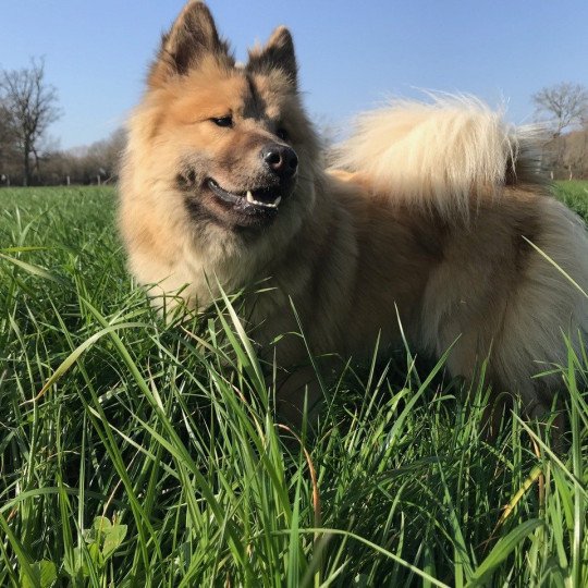 chien Eurasier sable charbonné REYKA DES GARDIENS D'AMAROK Eurasier des Gardiens d'Amarok