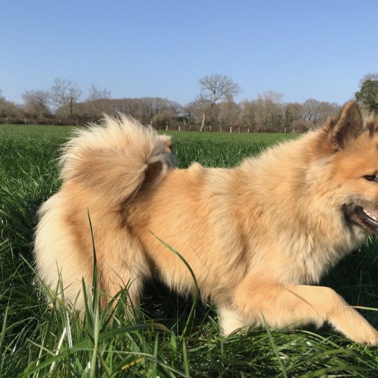 chien Eurasier sable charbonné REYKA DES GARDIENS D'AMAROK Eurasier des Gardiens d'Amarok