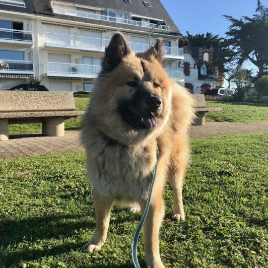 chien Eurasier sable charbonné REYKA DES GARDIENS D'AMAROK Eurasier des Gardiens d'Amarok