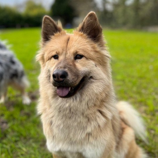 REYKA Des Gardiens d'amarok Femelle Eurasier