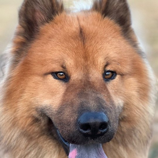 chien Eurasier Fauve charbonné Ripley des Gardiens d'Amarok Eurasier des Gardiens d'Amarok