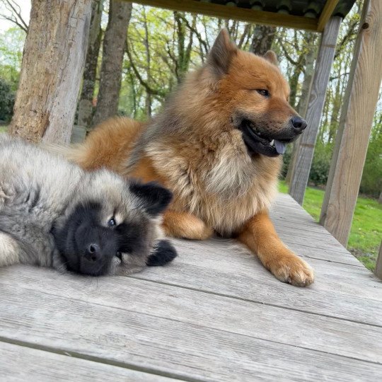 chien Eurasier Fauve charbonné Ripley des Gardiens d'Amarok Eurasier des Gardiens d'Amarok