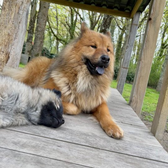 chien Eurasier Fauve charbonné Ripley des Gardiens d'Amarok Eurasier des Gardiens d'Amarok
