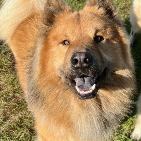 chien Eurasier Fauve charbonné Ripley des Gardiens d'Amarok Eurasier des Gardiens d'Amarok