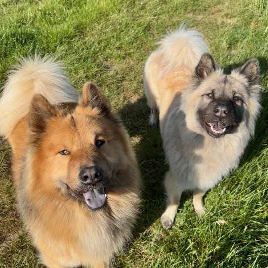 chien Eurasier Fauve charbonné Ripley des Gardiens d'Amarok Eurasier des Gardiens d'Amarok