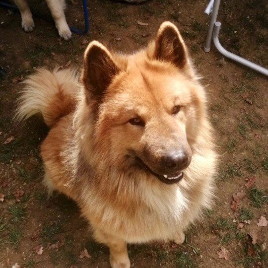 chien Eurasier Fauve charbonné Ripley des Gardiens d'Amarok Eurasier des Gardiens d'Amarok