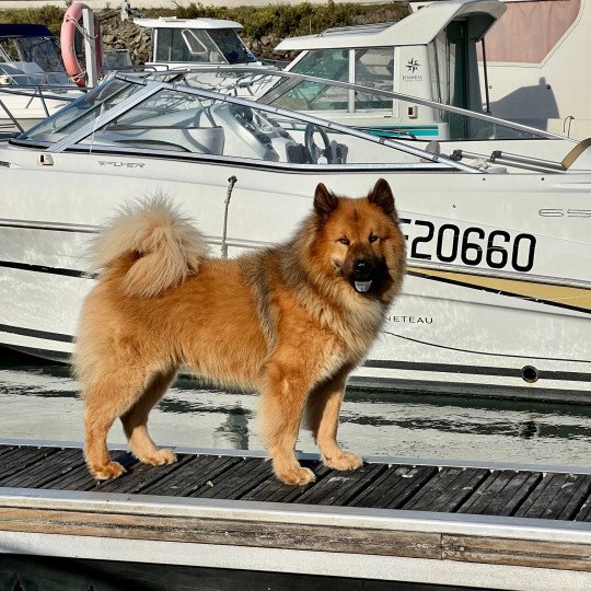 chien Eurasier Fauve charbonné Ripley des Gardiens d'Amarok Eurasier des Gardiens d'Amarok