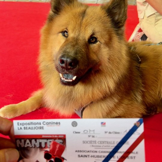 chien Eurasier Fauve charbonné Ripley des Gardiens d'Amarok Eurasier des Gardiens d'Amarok