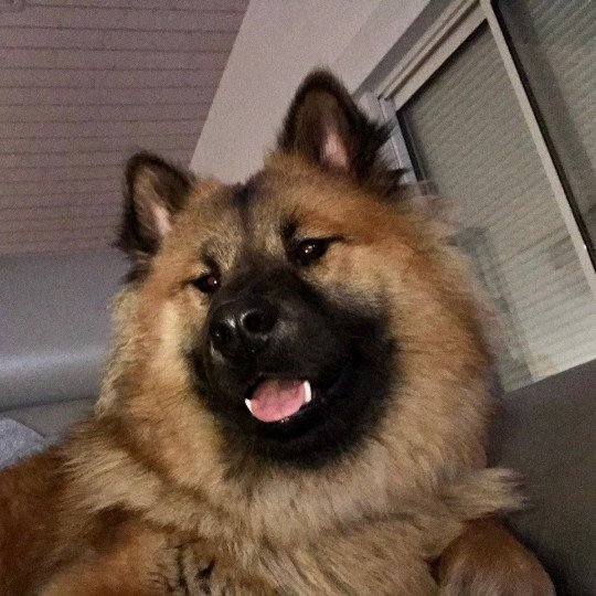 Rooky Des Gardiens d'amarok Femelle Eurasier
