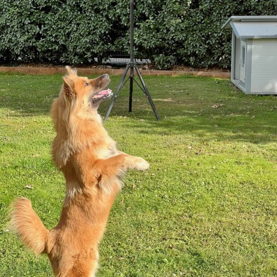 chien Eurasier Fauve Rooky des Gardiens d'Amarok Eurasier des Gardiens d'Amarok