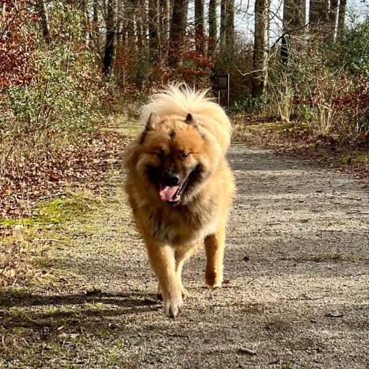 chien Eurasier Fauve Rooky des Gardiens d'Amarok Eurasier des Gardiens d'Amarok