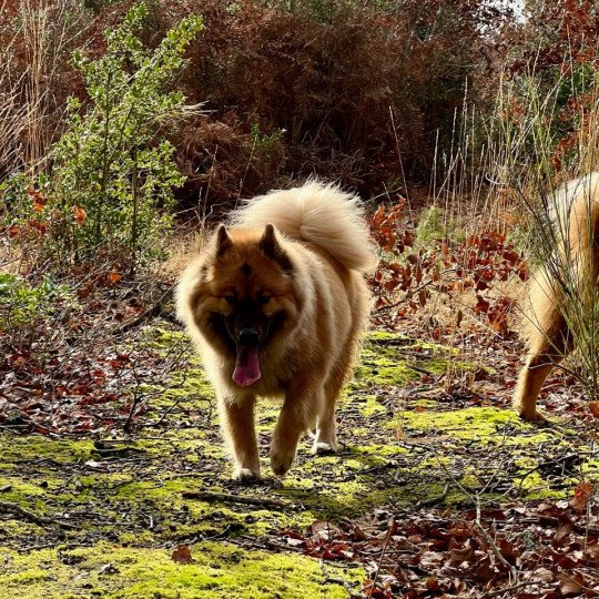 chien Eurasier Fauve Rooky des Gardiens d'Amarok Eurasier des Gardiens d'Amarok