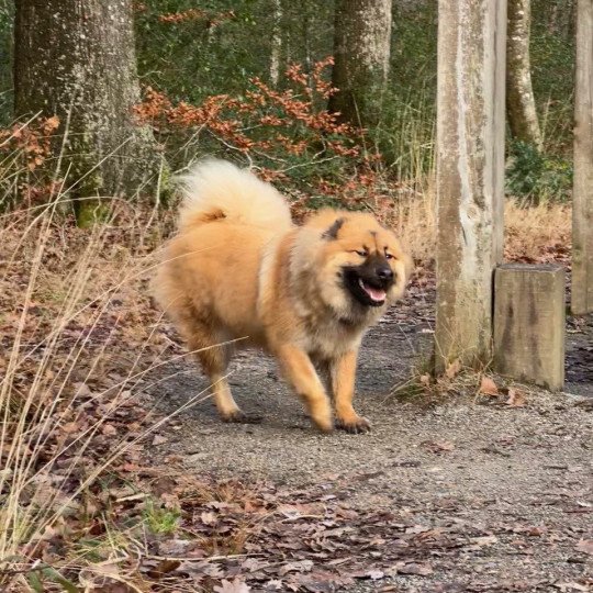 chien Eurasier Fauve Rooky des Gardiens d'Amarok Eurasier des Gardiens d'Amarok
