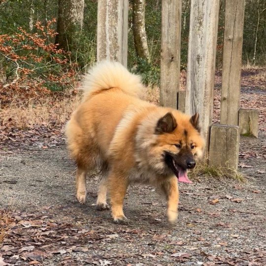 chien Eurasier Fauve Rooky des Gardiens d'Amarok Eurasier des Gardiens d'Amarok