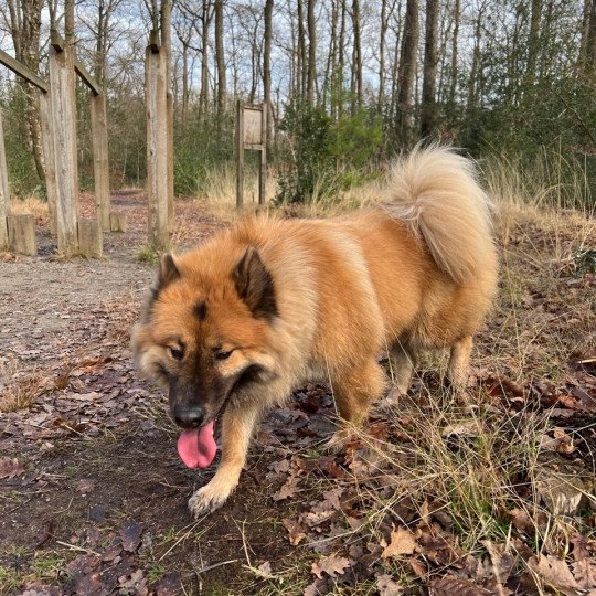 chien Eurasier Fauve Rooky des Gardiens d'Amarok Eurasier des Gardiens d'Amarok