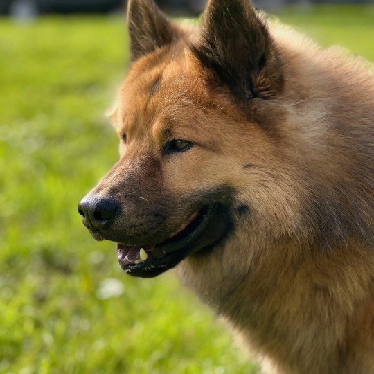 chien Eurasier Sable charbonné Rox des Gardiens d'Amarok Eurasier des Gardiens d'Amarok