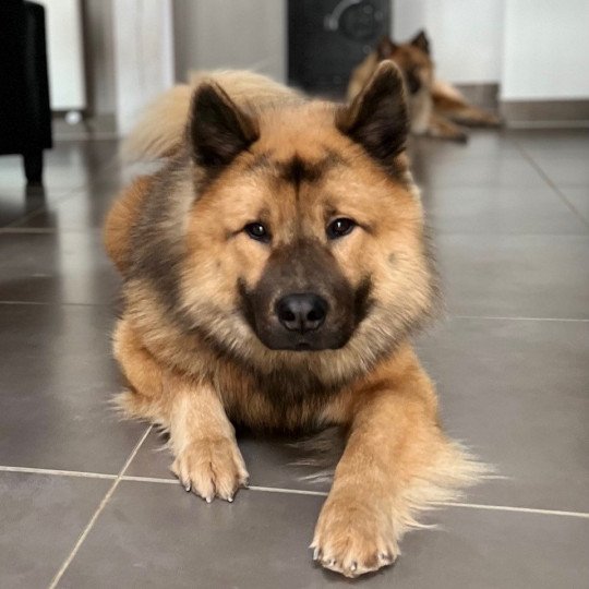 Rox Des Gardiens d'amarok Mâle Eurasier