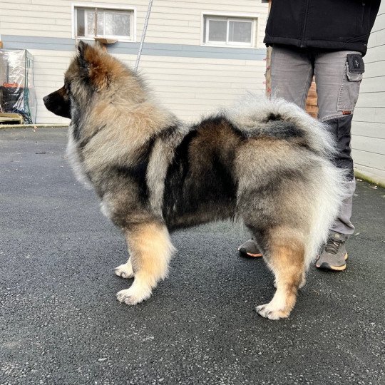 chien Eurasier Sable char SHEYENNE DU MISTRAL NORMAND Eurasier des Gardiens d'Amarok