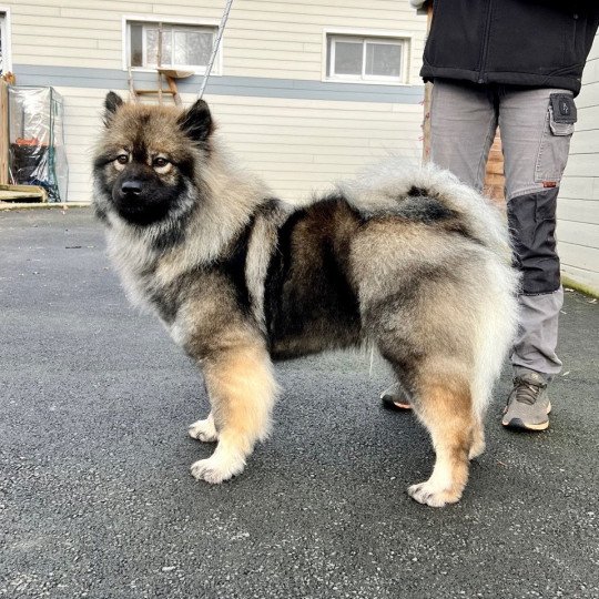 chien Eurasier Sable char SHEYENNE DU MISTRAL NORMAND Eurasier des Gardiens d'Amarok