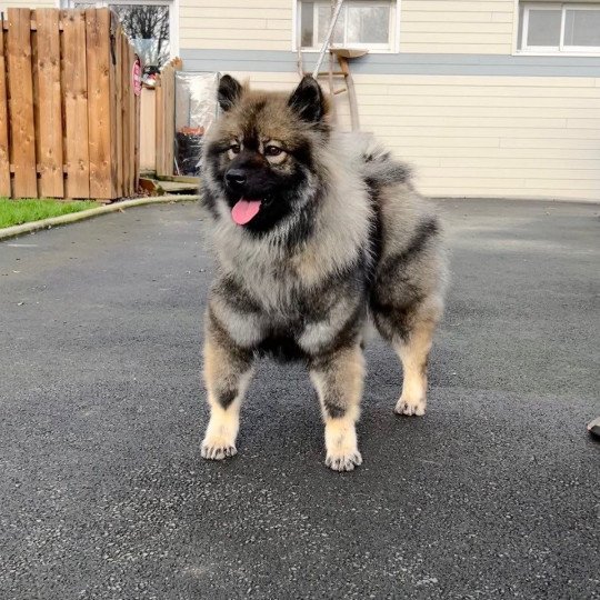 SHEYENNE Du Mistral Normand Femelle Eurasier