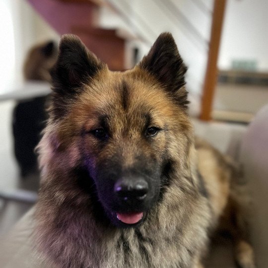 chien Eurasier SOLYA MAIVEL DES LEGENDES DE RETZ Eurasier des Gardiens d'Amarok
