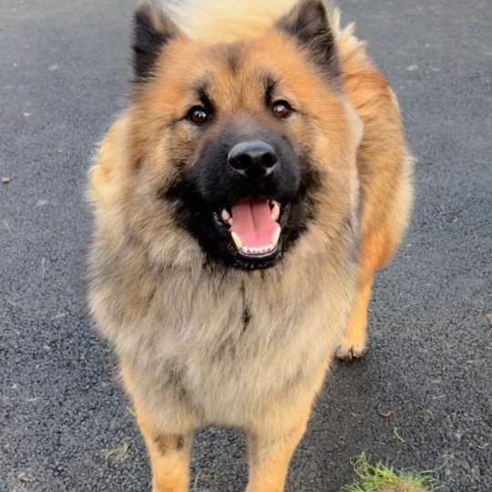 chien Eurasier SOLYA MAIVEL DES LEGENDES DE RETZ Eurasier des Gardiens d'Amarok