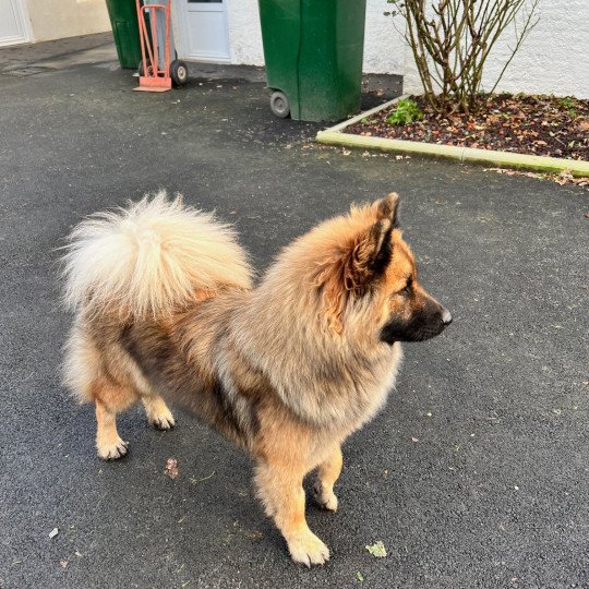 chien Eurasier SOLYA MAIVEL DES LEGENDES DE RETZ Eurasier des Gardiens d'Amarok