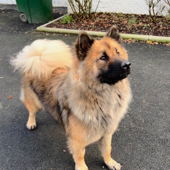 chien Eurasier SOLYA MAIVEL DES LEGENDES DE RETZ Eurasier des Gardiens d'Amarok