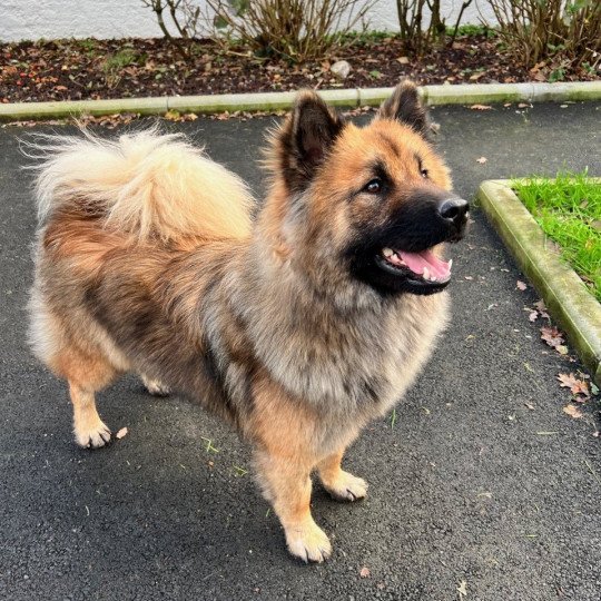 SOLYA MAIVEL des Legendes de Retz Femelle Eurasier