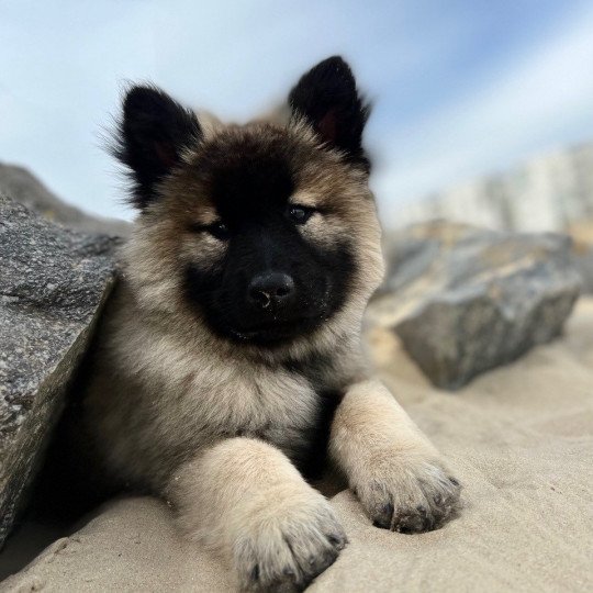 chien Eurasier sable charbonné TALYA DES GARDIENS D'AMAROK Eurasier des Gardiens d'Amarok