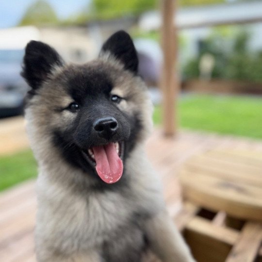 chien Eurasier sable charbonné TALYA DES GARDIENS D'AMAROK Eurasier des Gardiens d'Amarok