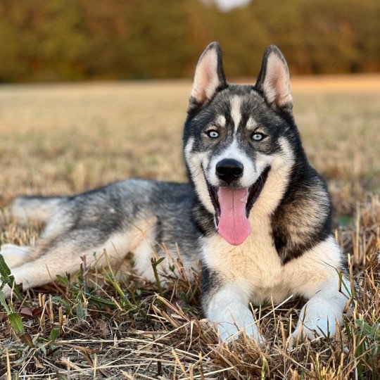 chien Husky de siberie MAGIC WOLF TOGO Eurasier des Gardiens d'Amarok