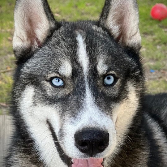 chien Husky de siberie MAGIC WOLF TOGO Eurasier des Gardiens d'Amarok