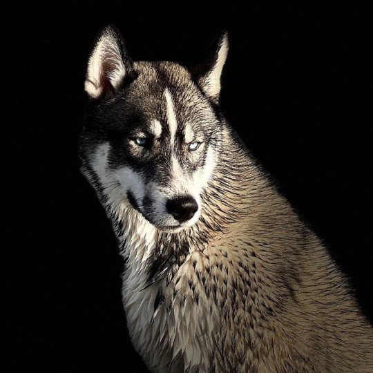 MAGIC WOLF TOGO Mâle Husky de siberie